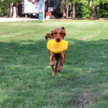 dog running in field with frisbee